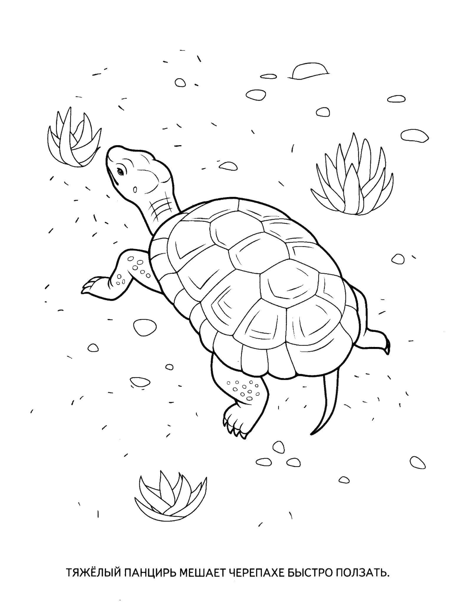Название: Раскраска Черепаха. Категория: морская черепаха. Теги: Черепаха.
