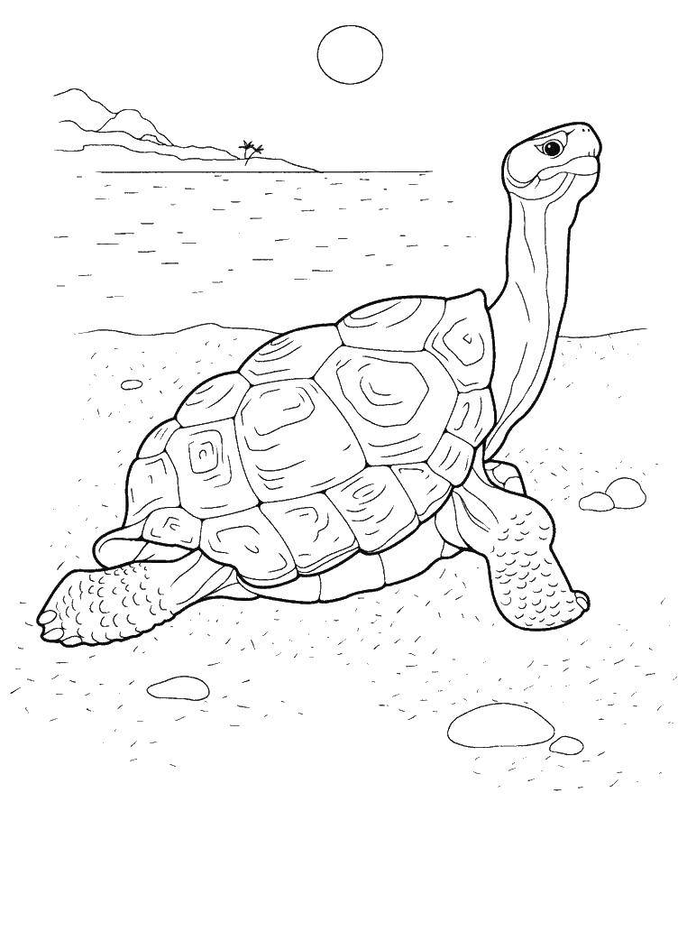 Название: Раскраска Черепаха. Категория: морская черепаха. Теги: Черепаха, морское.