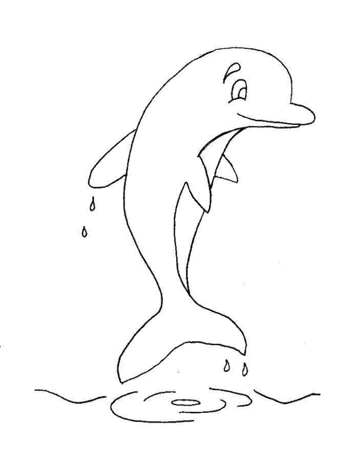Coloring Dolphin. Category Dolphin. Tags:  Dolphin.