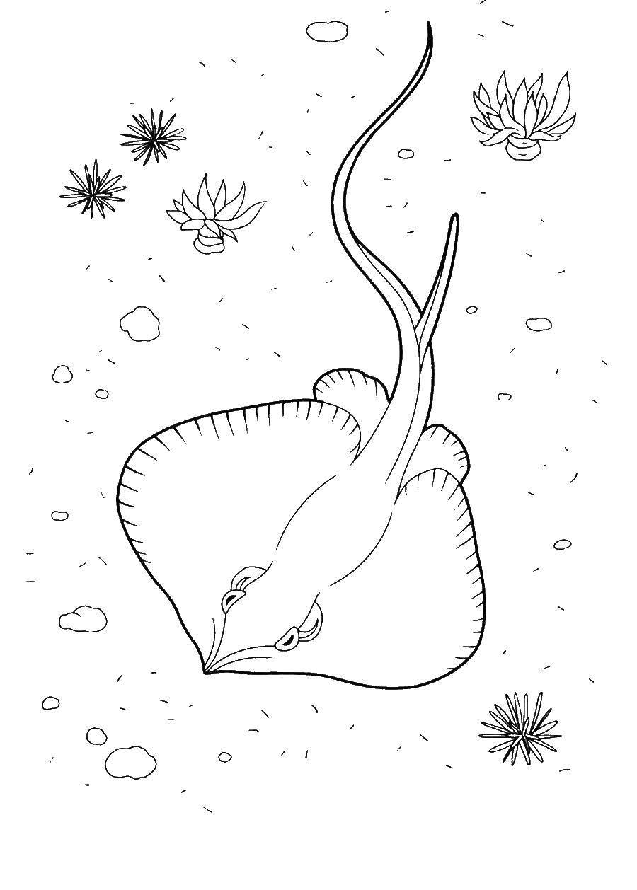 Coloring Electric ray. Category marine. Tags:  Underwater, Stingray.