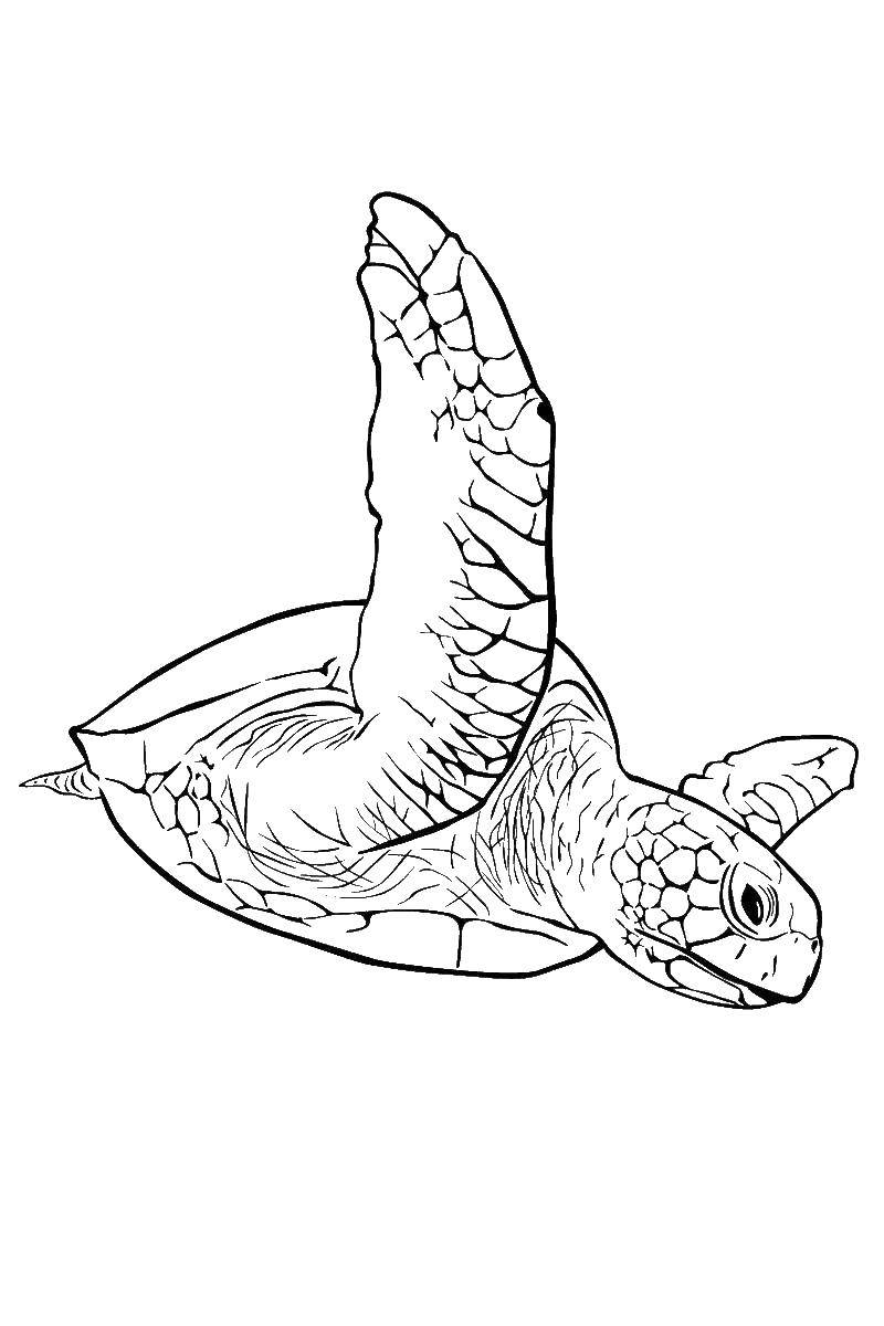 Название: Раскраска Морская черепаха. Категория: морская черепаха. Теги: море, рыбы, животные, черепаха.