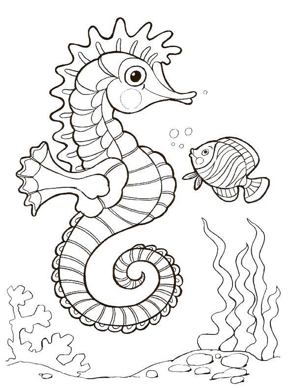 Coloring Seahorse. Category marine. Tags:  seahorse.