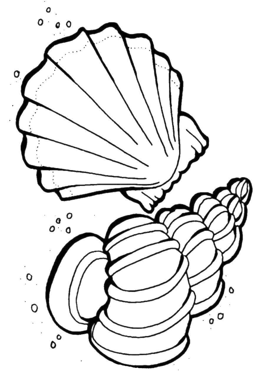 Coloring Shell and pearl. Category shell. Tags:  Shell, beach.