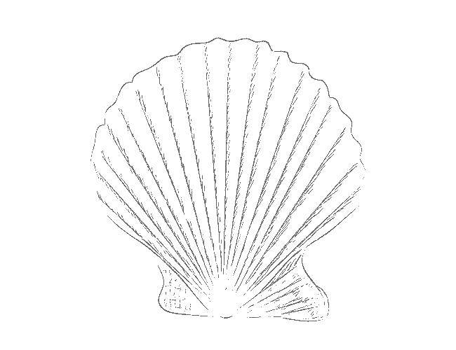 Coloring Shell. Category shell. Tags:  shell.