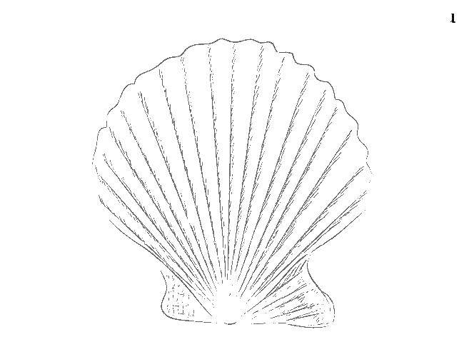 Coloring Shell. Category shell. Tags:  shell.