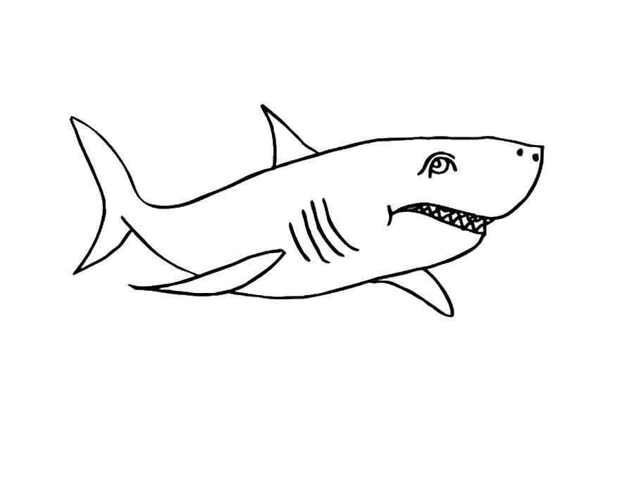 Coloring Shark with a large tail. Category marine. Tags:  Underwater, fish, shark.