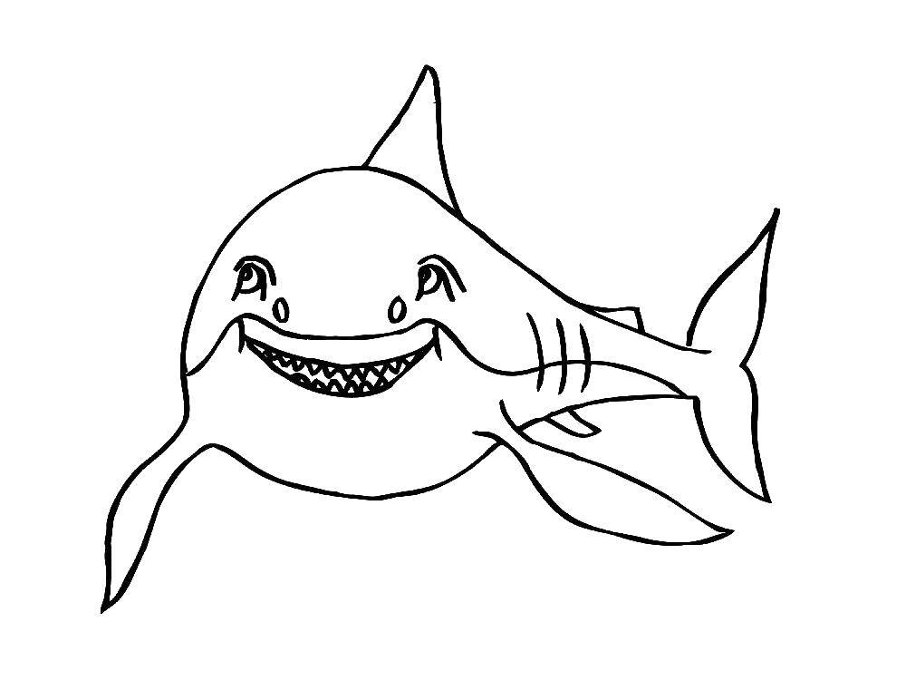 Название: Раскраска Акула. Категория: Акулы. Теги: акула.