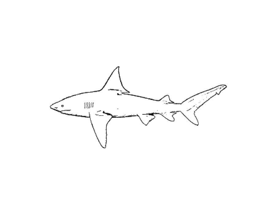Coloring Shark. Category Sharks. Tags:  the shark.