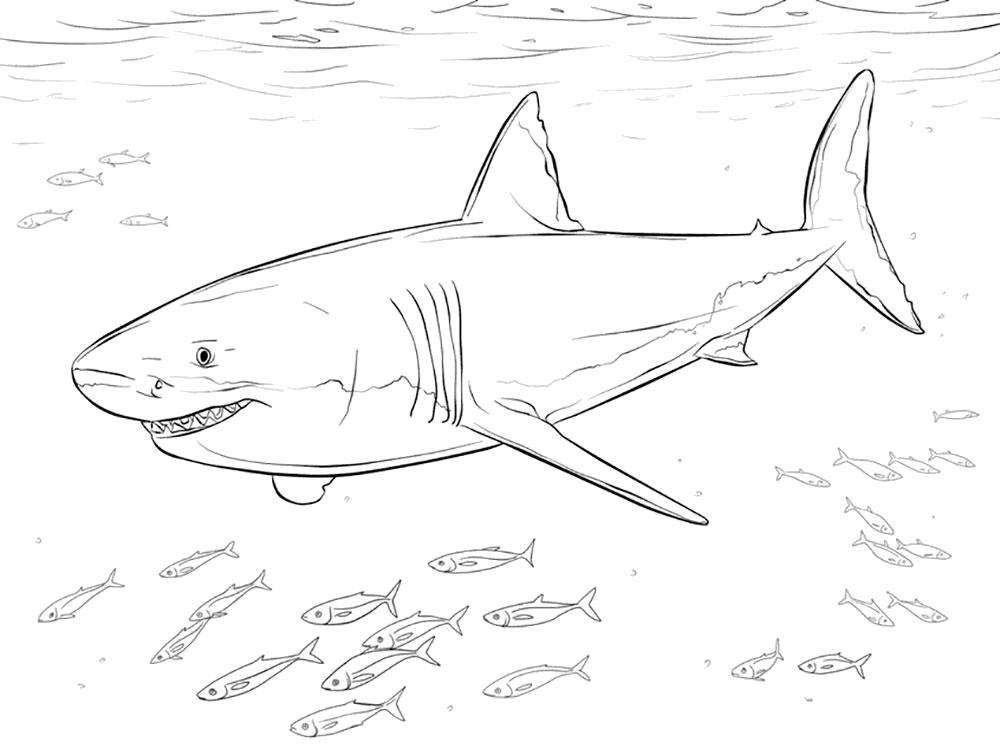 Название: Раскраска Большая белая акула. Категория: морское. Теги: Подводный мир, акула, хищник.
