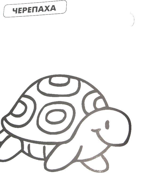 Coloring Turtle. Category wild animals. Tags:  turtle.