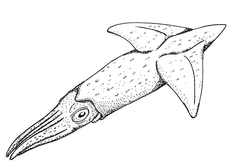 Coloring Squid. Category squid. Tags:  Squid.