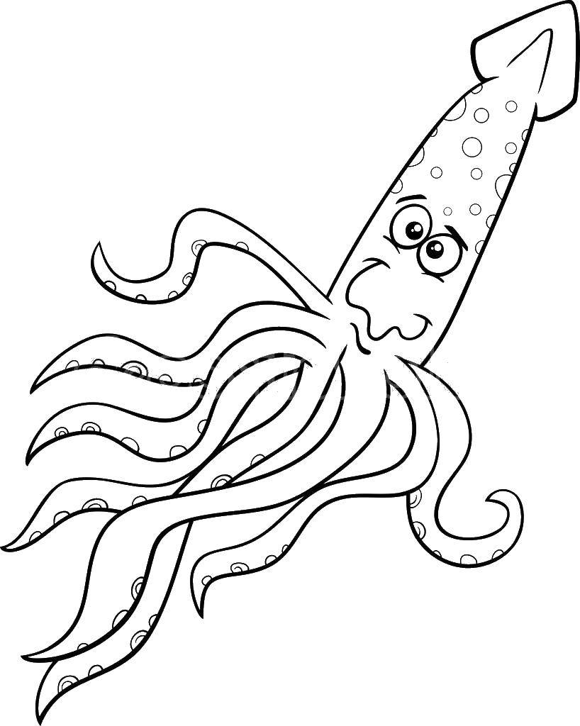 Coloring Squid. Category wild animals. Tags:  squid.