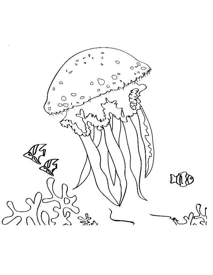 Название: Раскраска Огромная медуза. Категория: медуза. Теги: Подводный мир, медуза.