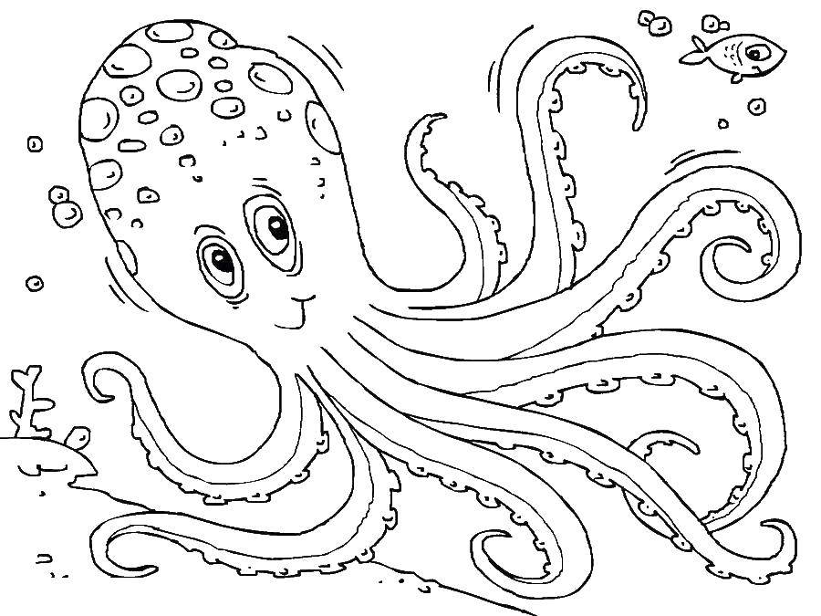 Название: Раскраска Осьминожка. Категория: морское. Теги: Подводный мир, осьминог.