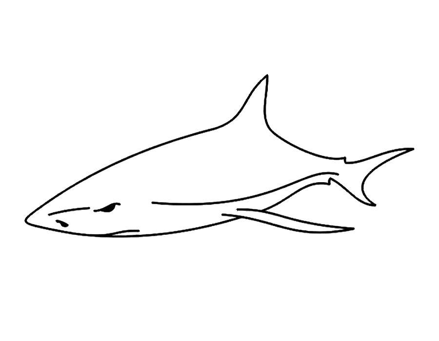 Название: Раскраска Сердитая акула. Категория: морское. Теги: Подводный мир, рыба, акула.