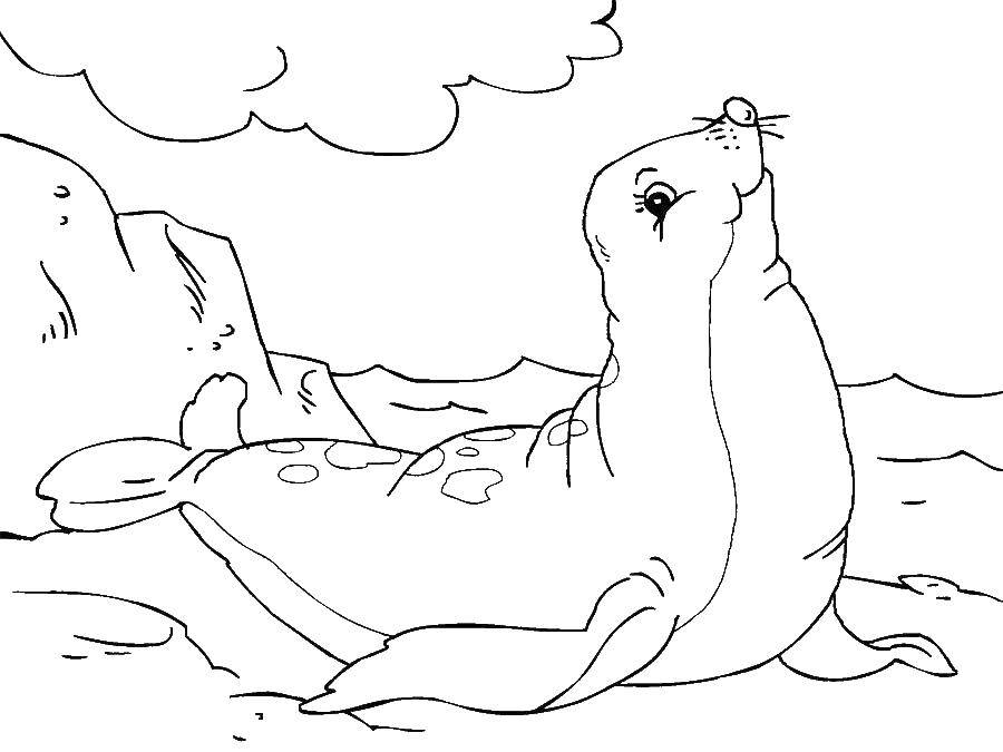 Coloring Seal. Category marine. Tags:  the seal.
