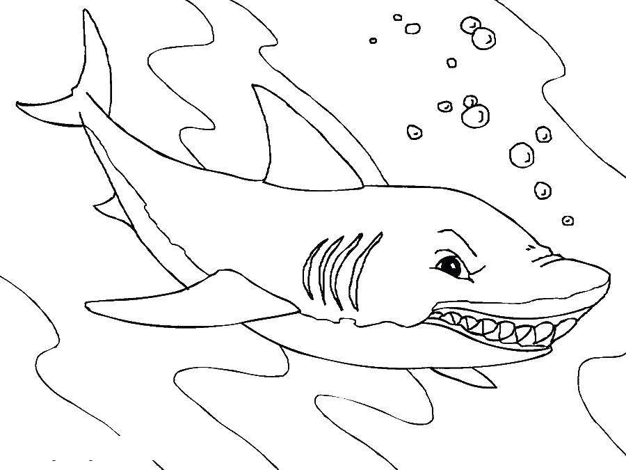 Coloring Angry shark. Category marine. Tags:  Underwater, fish, shark.