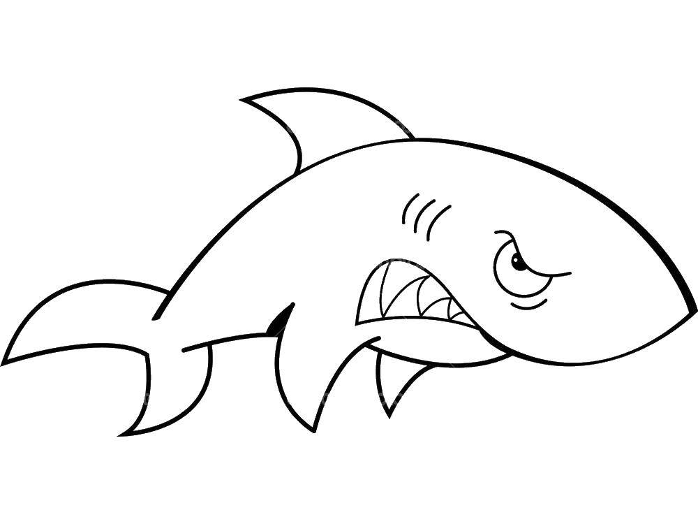 Coloring Angry shark. Category marine. Tags:  Underwater, fish, shark.