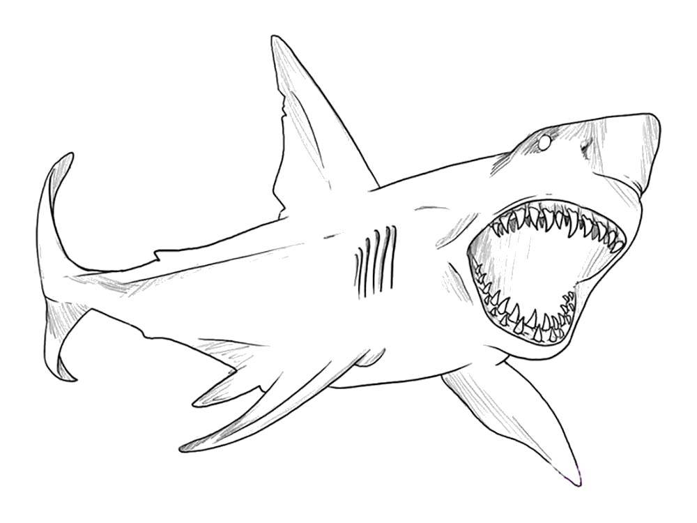Название: Раскраска Зубастая акула. Категория: морское. Теги: Подводный мир, рыба, акула.