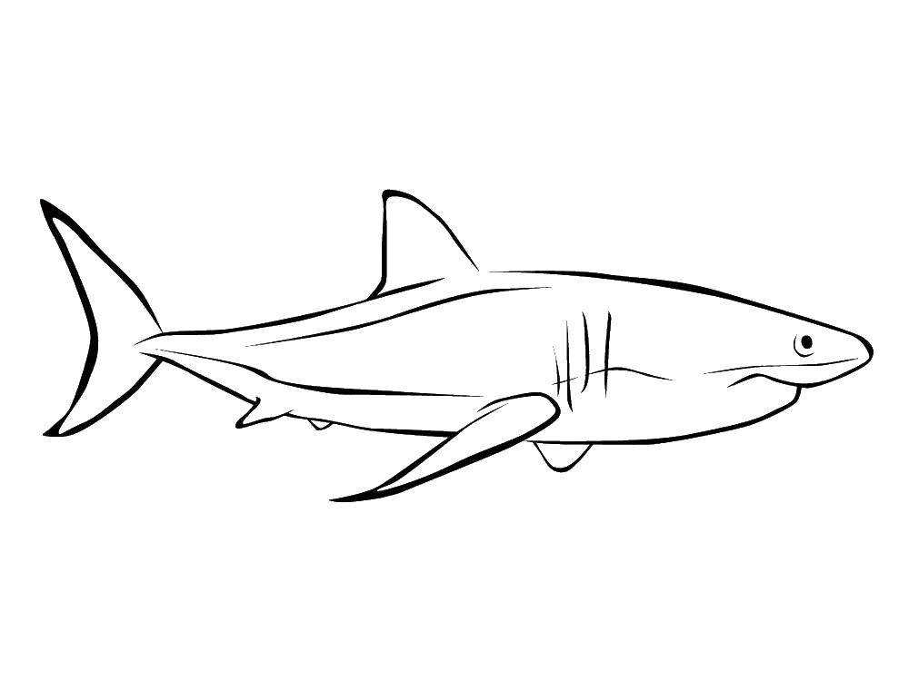 Название: Раскраска Акула. Категория: Акулы. Теги: акула.