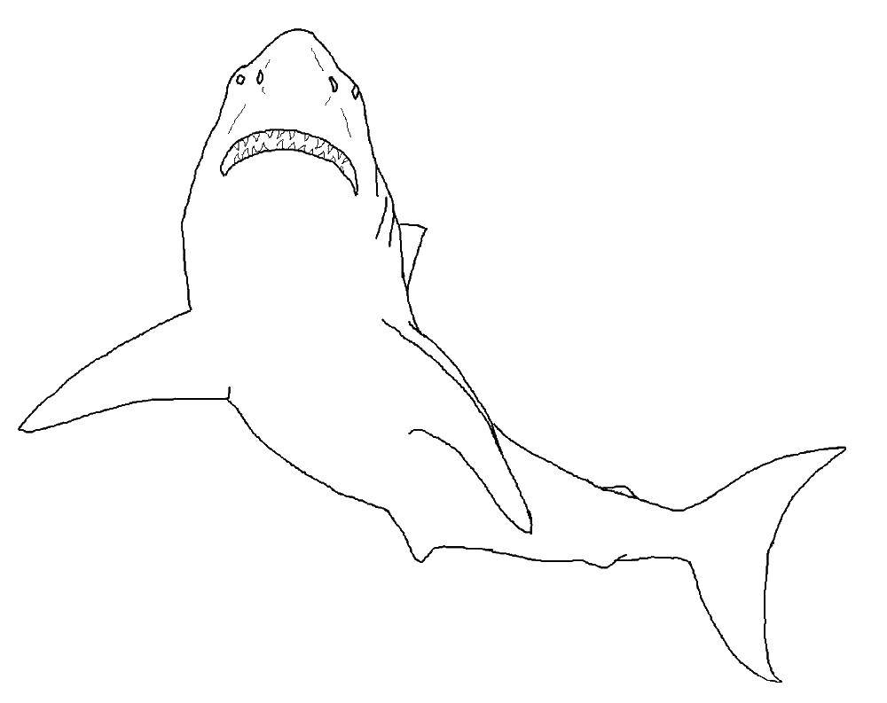 Coloring Shark. Category Sharks. Tags:  the shark.