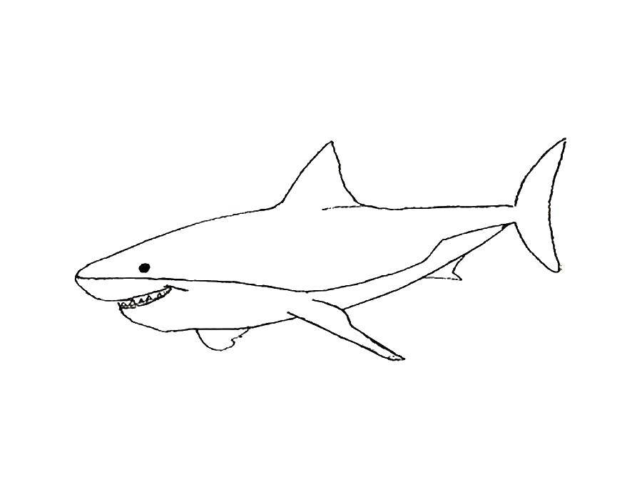 Coloring Shark. Category Sharks. Tags:  The shark.