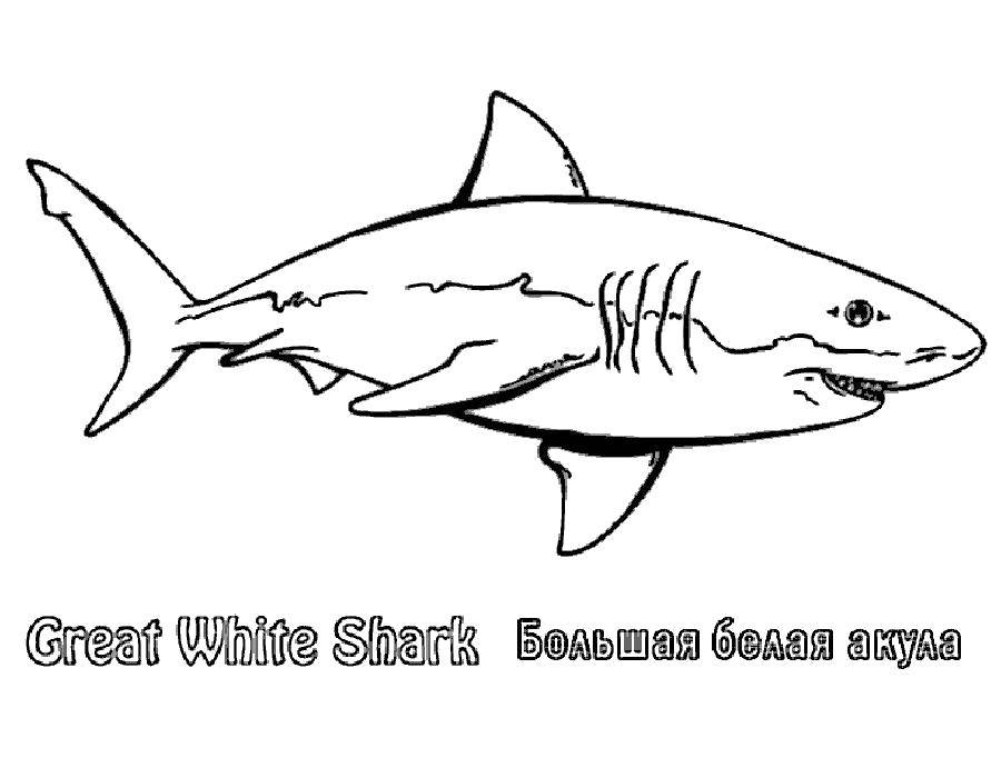 Название: Раскраска Большая белая акула. Категория: морское. Теги: Подводный мир, рыба, акула.