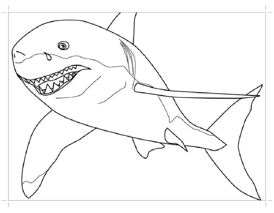 Название: Раскраска Хищная акула. Категория: морское. Теги: Подводный мир, рыба, акула.