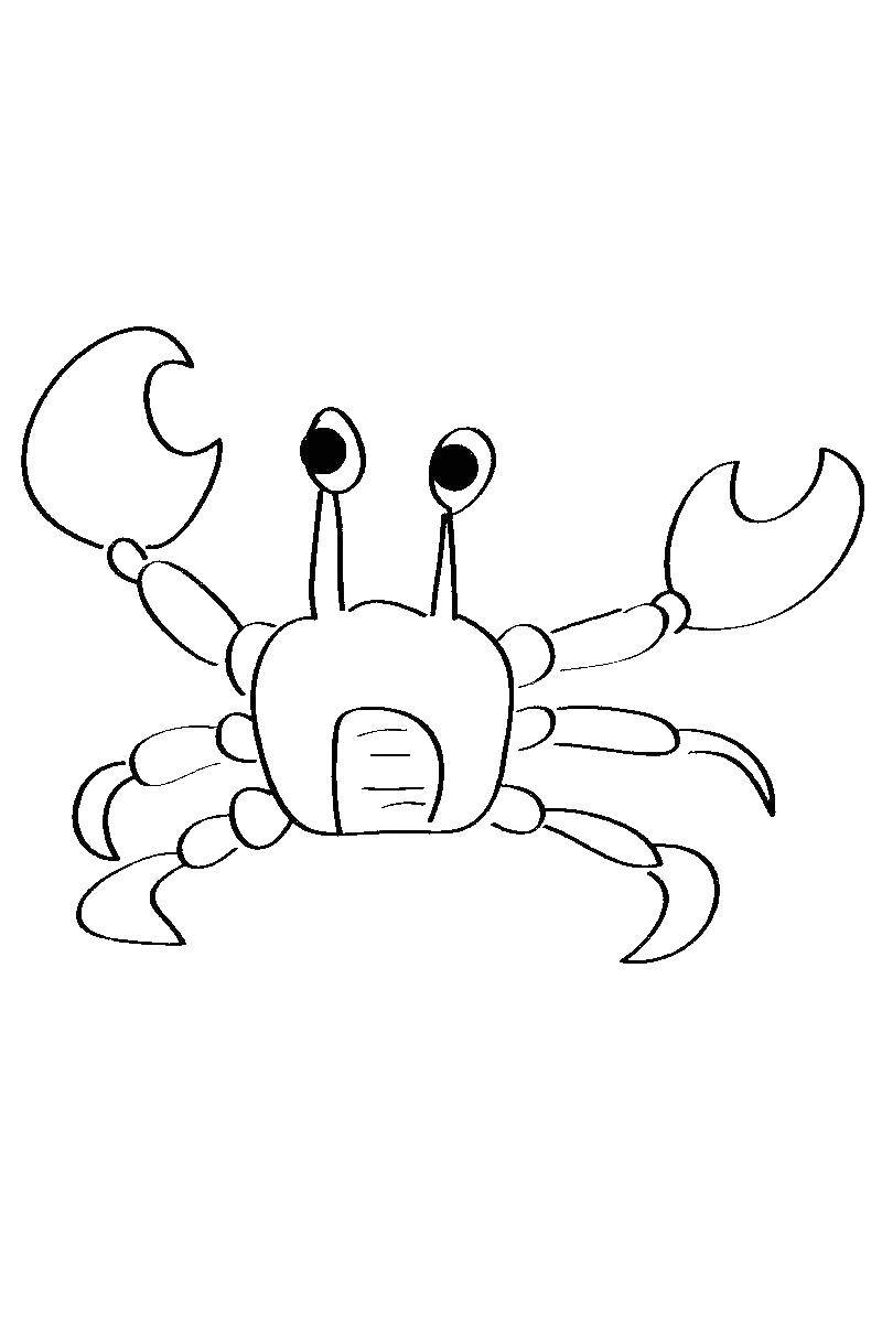 Coloring Crab. Category crab. Tags:  Crab.