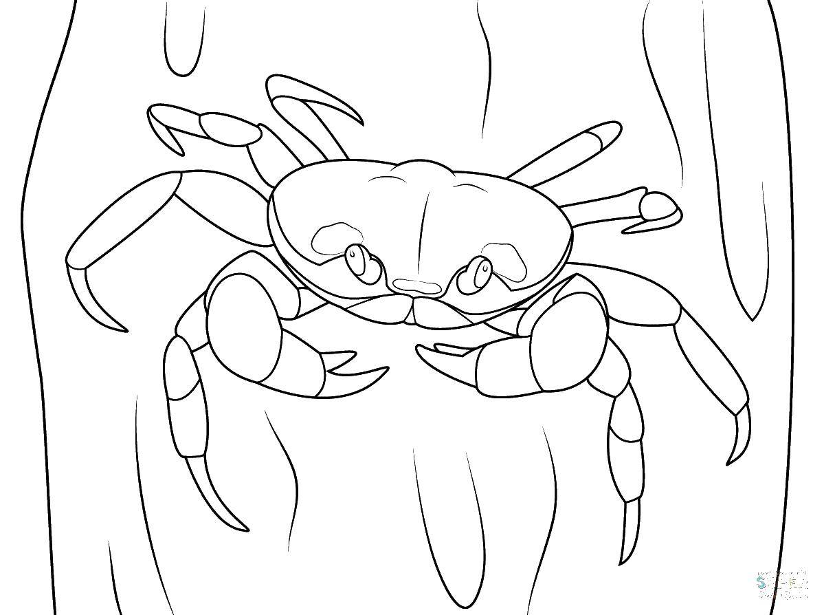Coloring Crab. Category crab. Tags:  crab.