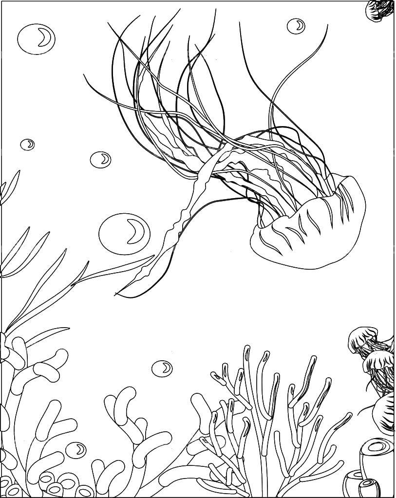 Название: Раскраска Медуза с длинными щупальцами. Категория: медуза. Теги: Подводный мир, медуза.