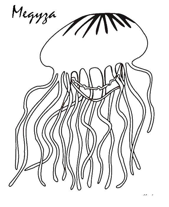 Название: Раскраска Медуза. Категория: медуза. Теги: Подводный мир, медуза.