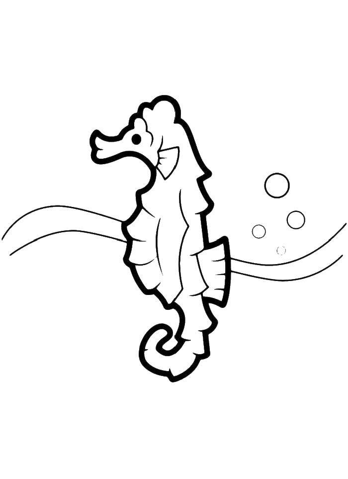 Coloring Seahorse. Category seahorse. Tags:  seahorse.