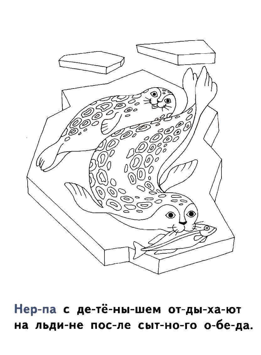 Coloring Seal. Category marine. Tags:  seals.