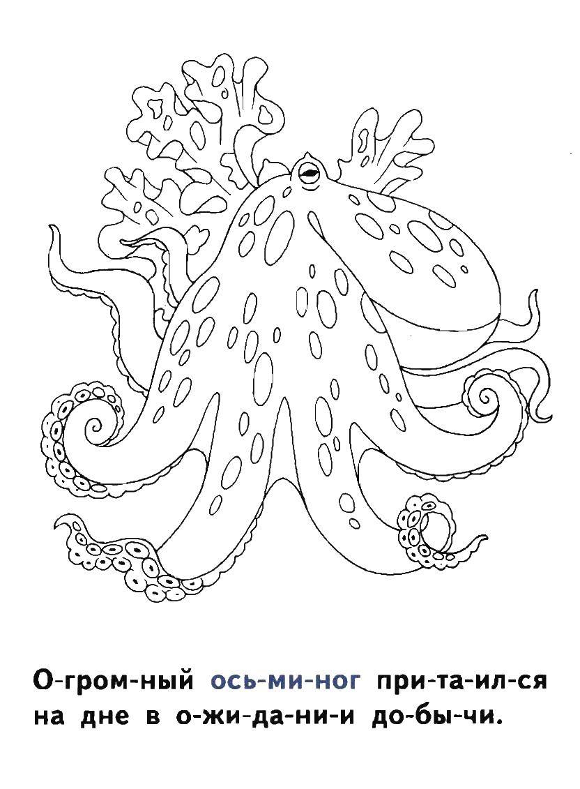 Coloring Octopus. Category marine. Tags:  Octopus.