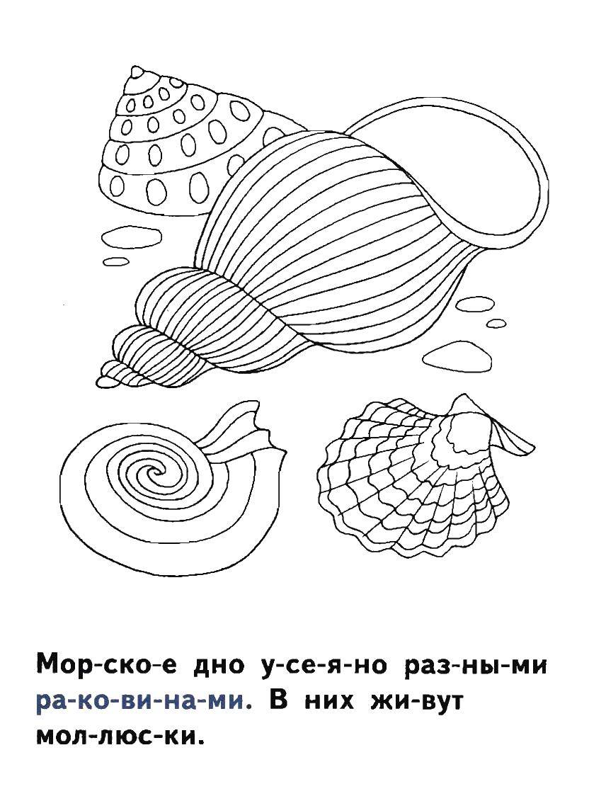 Coloring Shell and seashells. Category shell. Tags:  shell, shells.