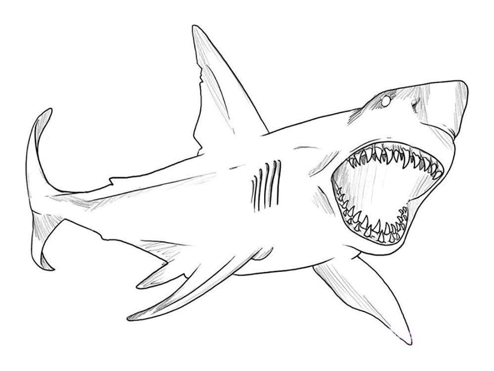 Coloring Toothy shark. Category marine. Tags:  Underwater, fish, shark.