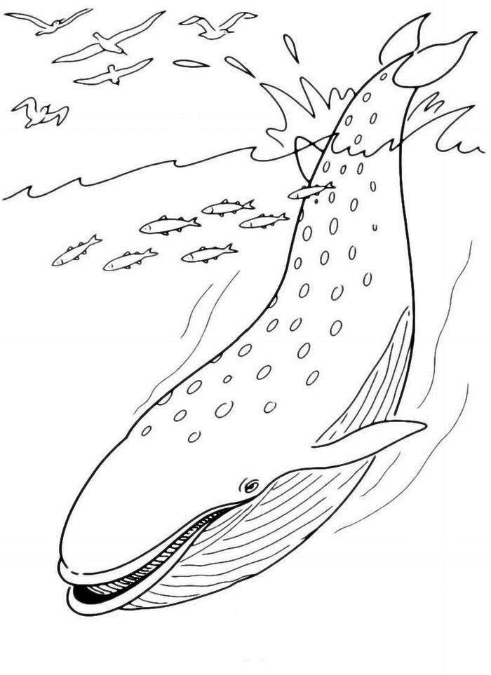 Название: Раскраска Большой кит. Категория: морское. Теги: Подводный мир, рыба, кит.