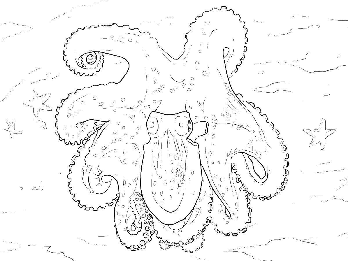 Название: Раскраска Гигантский осьминог. Категория: осьминог. Теги: Подводный мир, осьминог.