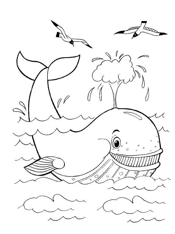 Название: Раскраска Кит пускает фонтанчик. Категория: морское. Теги: Подводный мир, рыба, кит.