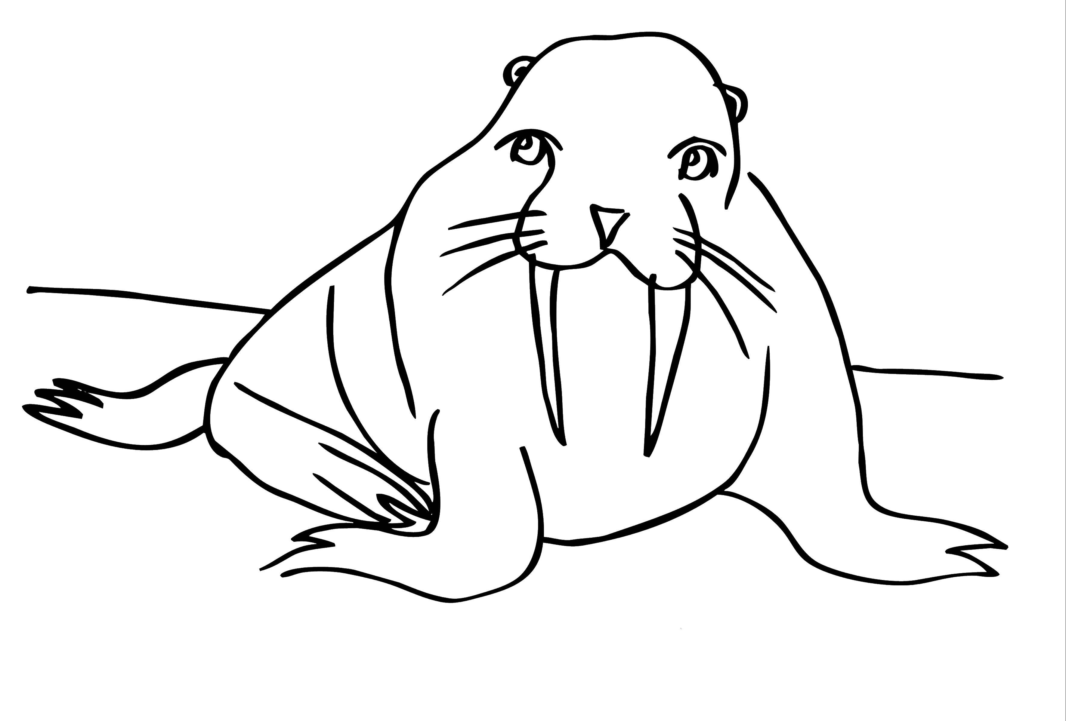 Coloring Walrus. Category sea animals. Tags:  Morges.