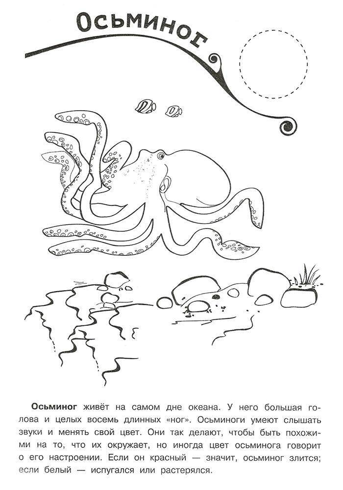 Название: Раскраска Об осьминоге. Категория: осьминог. Теги: Подводный мир, рыба, осьминог.