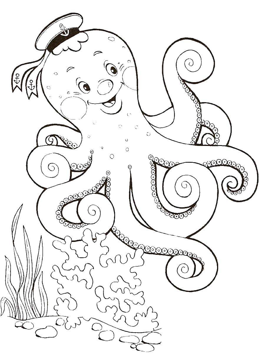 Coloring Octopus. Category marine animals. Tags:  Octopus.