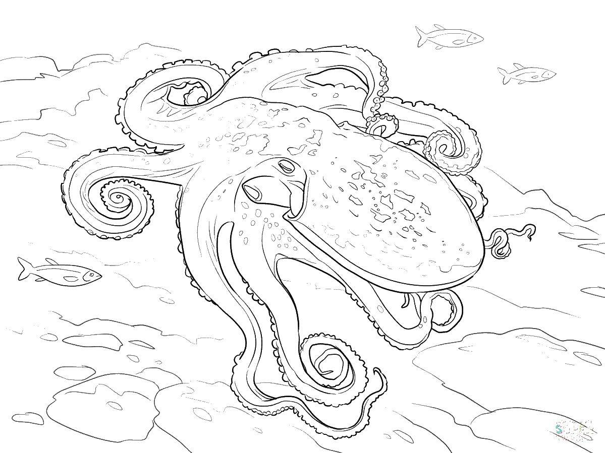 Coloring Octopus. Category octopus. Tags:  octopus.