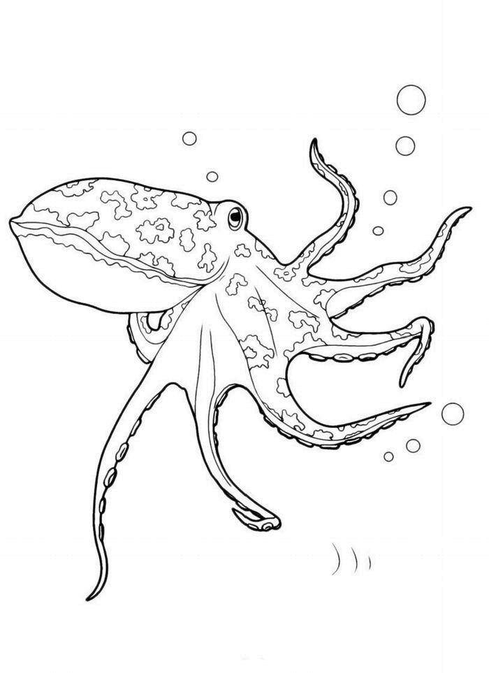 Coloring Octopus. Category octopus. Tags:  Underwater world, octopus.