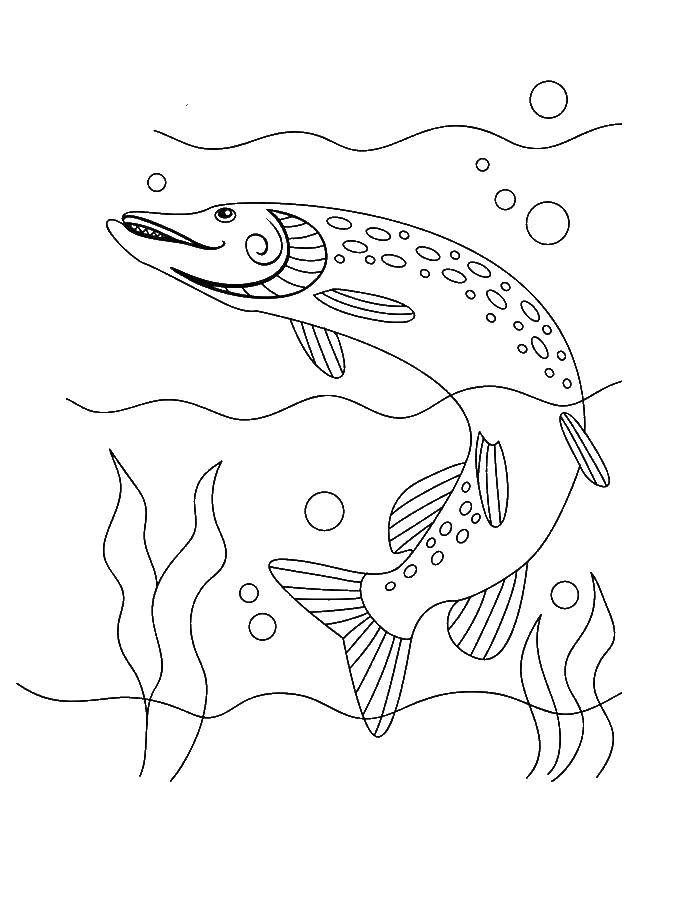 Название: Раскраска Щука. Категория: рыбы. Теги: рыба, щука.