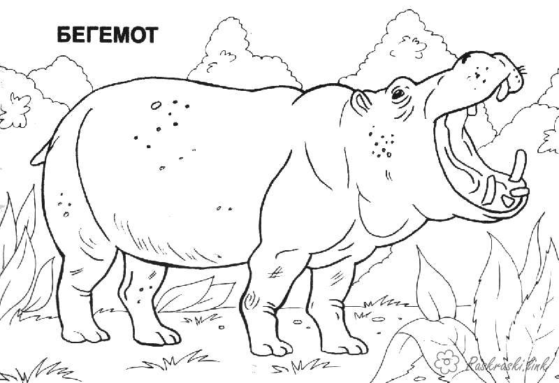 Coloring Hippo. Category Animals. Tags:  Animals, Behemoth.