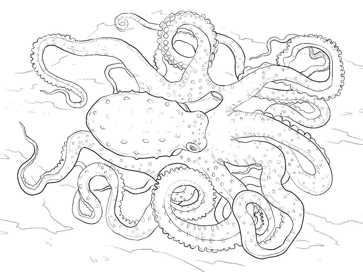 Название: Раскраска Гигантский осьминог. Категория: морское дно. Теги: Подводный мир, осьминог.