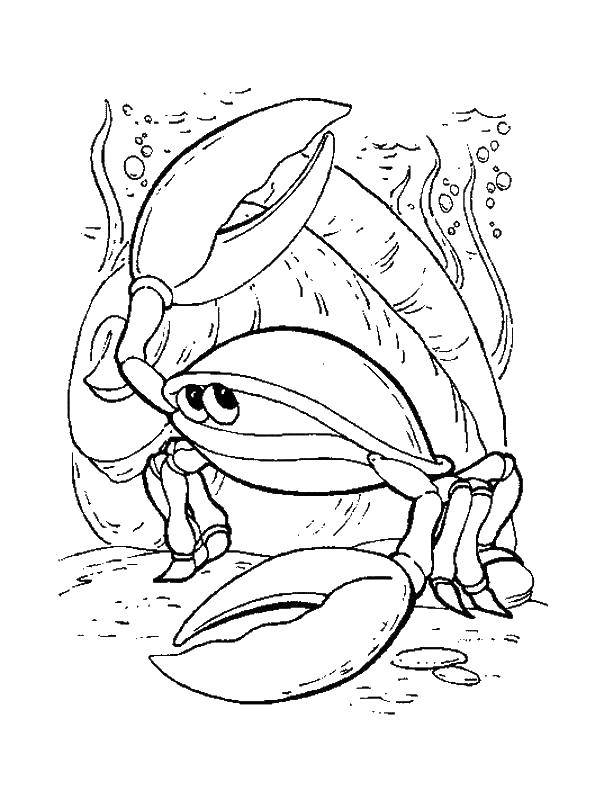 Coloring A crab at the bottom. Category crab. Tags:  Underwater, crab.