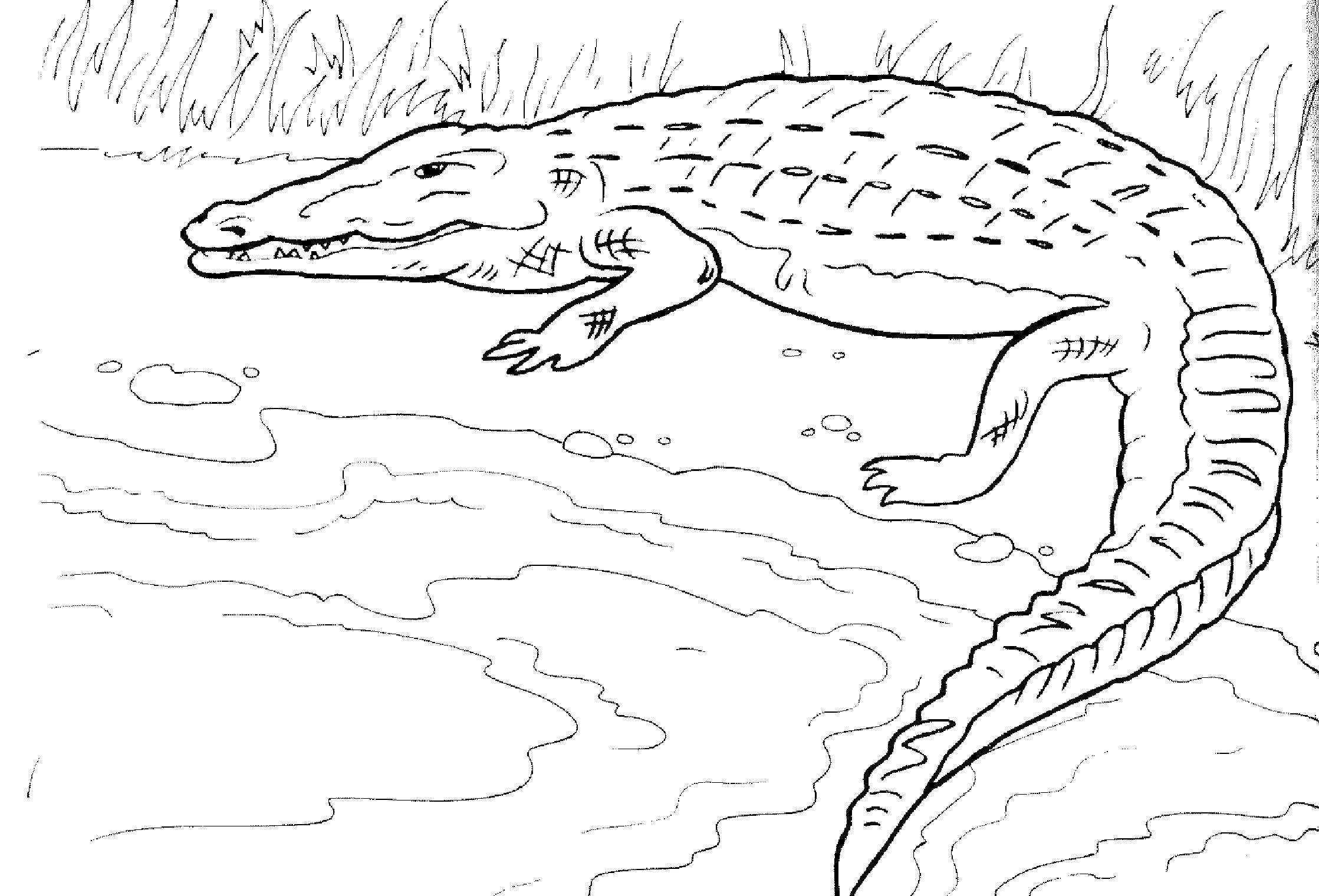 Coloring Crocodile. Category reptiles. Tags:  Reptile, crocodile.